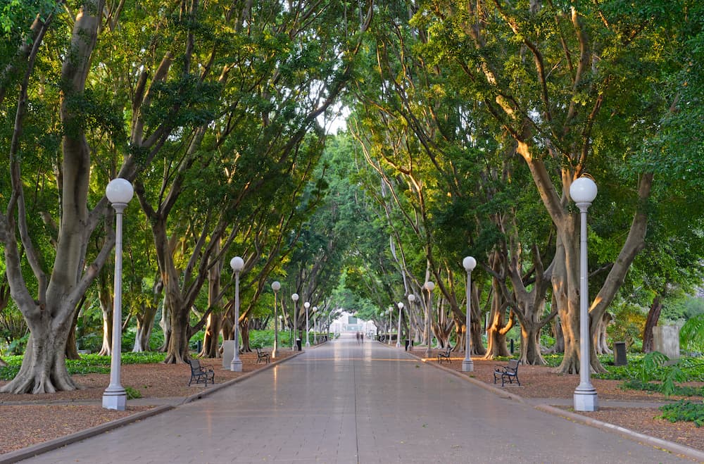 Hyde Park Trees